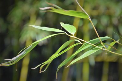 Close-up of fresh green plant