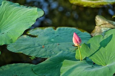 Close-up of lotus water lily in pond