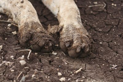 Close-up of lizard on mud