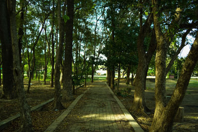 Walkway amidst trees against sky