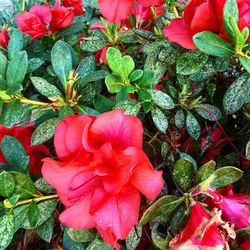 Close-up of pink flowers