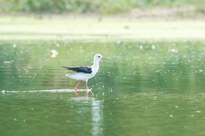 Side view of bird in lake