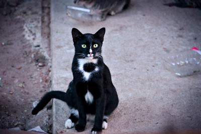 Portrait of black cat sitting on street