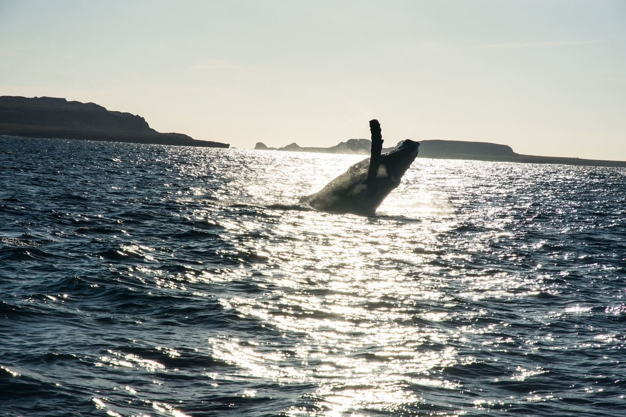 WOMAN SWIMMING IN SEA