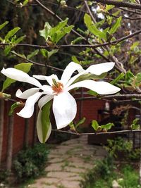 Close-up of white flower on tree