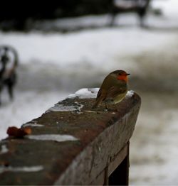 Close-up of bird perching outdoors