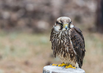 Close-up of eagle perching on rock