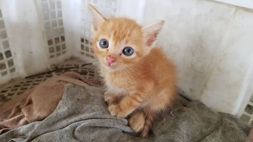 Portrait of kitten on bed at home