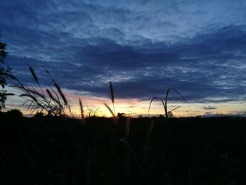 Silhouette of plants on field at sunset