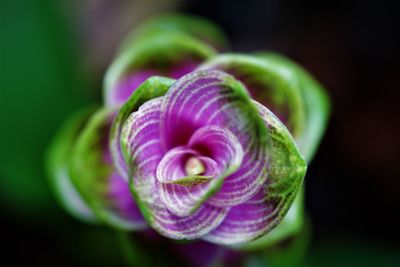 Close-up of pink siam tulip flower