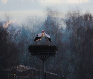 Bird flying over a bare trees