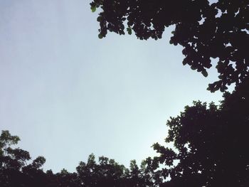 Low angle view of silhouette trees against sky