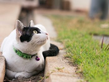 Close-up of cat sitting on grass