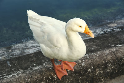 High angle view of seagull