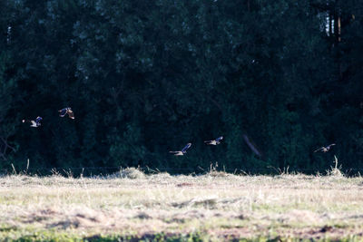 Bird flying over a field