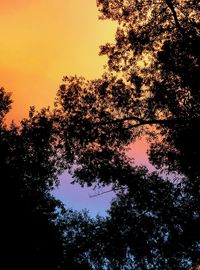 Low angle view of silhouette trees against clear sky