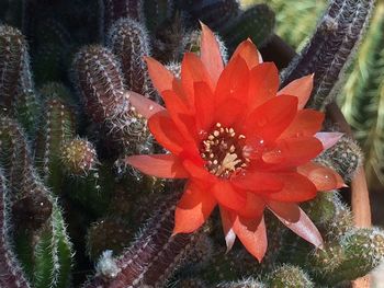 Close-up of red flowers