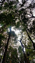 Low angle view of tree against sky