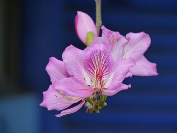 Close-up of pink flower