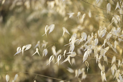 Close-up of crops on field