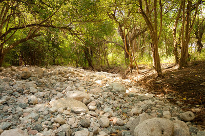 View of trees in forest