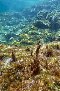 Close-up of fish swimming in sea