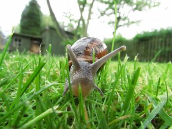 Grass growing on grassy field