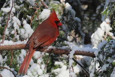 Bird perching on branch