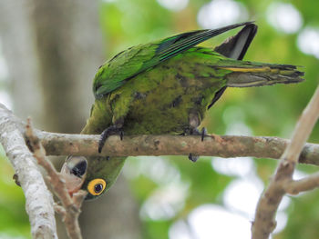 Close-up of bird perching on tree