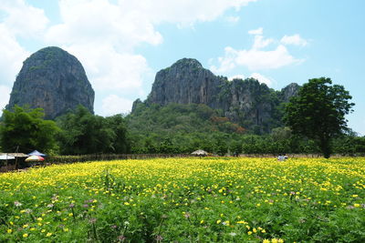 Scenic view of flowering plants on field against sky