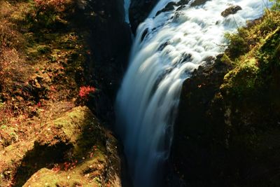 Scenic view of waterfall in forest