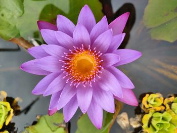 Close-up of purple water lily