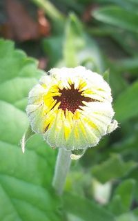 Close-up of white daisy flower