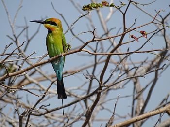 Bird perching on branch