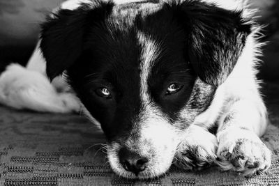 Close-up portrait of dog lying down