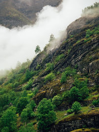 Low angle view of tree mountain against sky