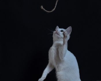 Close-up of a cat against black background