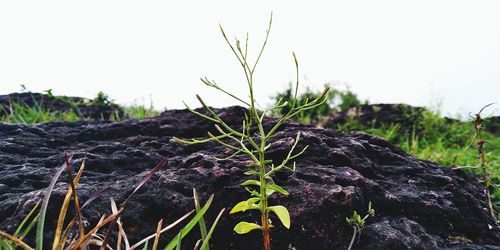 Close-up of plants growing on field against sky