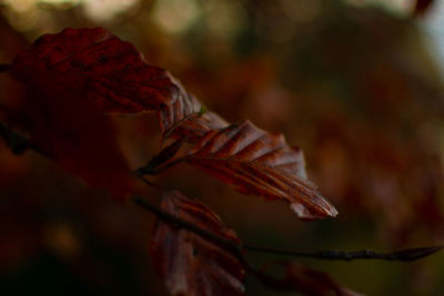 Close-up of wilted plant during autumn