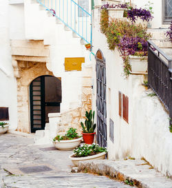 Potted plants on alley amidst buildings