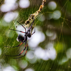 Close-up of spider on web