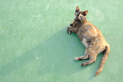 Dog sitting in a water