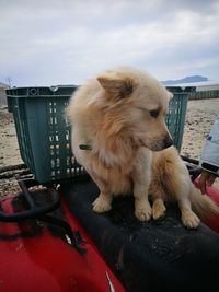 Close-up of dog by car against sky