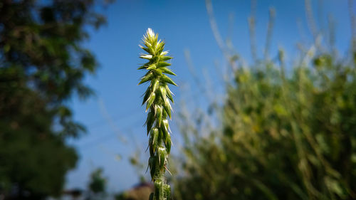 Close-up of stalks against blue sky