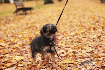 Dog looking away on land during autumn