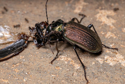 Close-up of insect