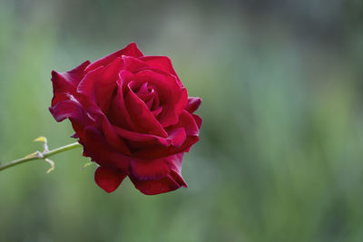 Close-up of red rose