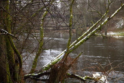 River amidst trees in forest