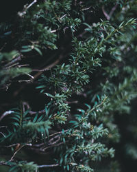 Close-up of plants growing in forest