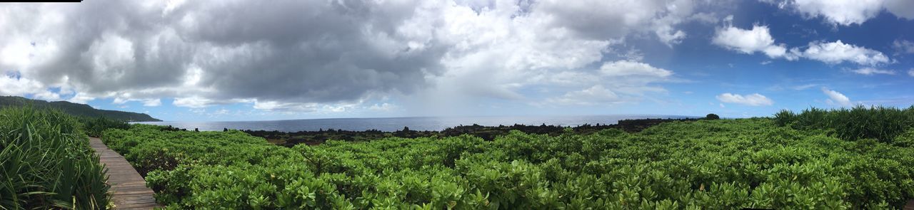 Christmas Island lily beach